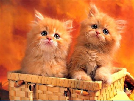 Cute Red Kittys - couple, cat, red, cats, animal