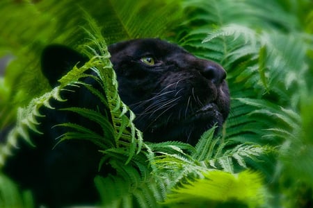 Panther - leopard, forest, cat, cats, black, fern