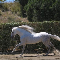 Grey Andy