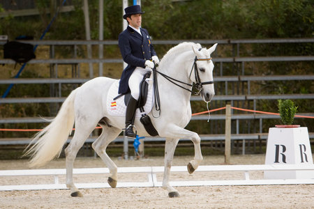 Jade The Lusitan - white, horses, portugal, iberian, lusitan