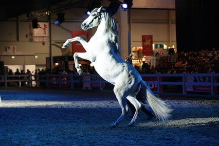 Rearing Up - horses, white, andalusian, spanish