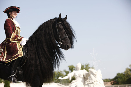 Proudly Mounted - horses, dutch, friesian, black, draft horse