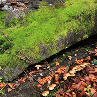 Floor of the Rainforest