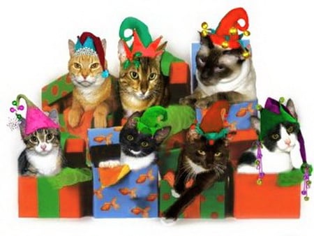 Special gifts for Carmen - gift boxes, cats, party hats, colors, christmas