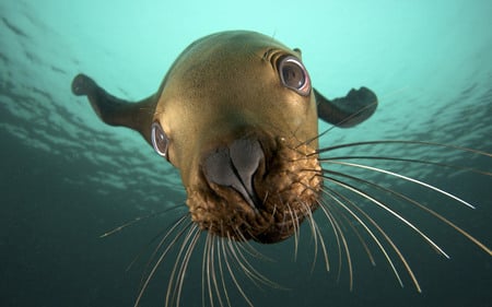 curious_seal - marine, ocean, water, wet, silly, funny, underwater, seal, sea, cute