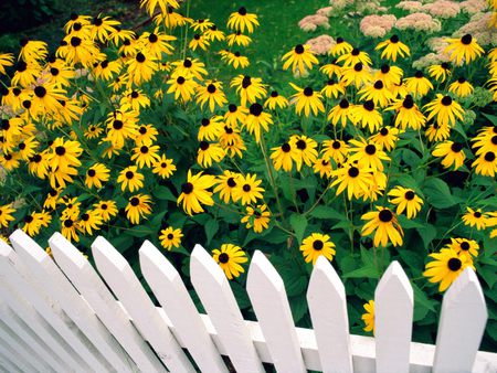 Garden of yellow - white, garden, pretty, beauty, flowers, yellow, nature, green