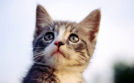 Innocent look - kitten, look, feline, cat