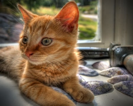 window cat - window, cat, pet, sweet, cute