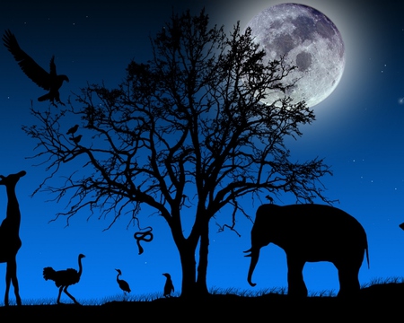 African night - black, elephants, blue, night, african