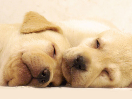 Lab puppies