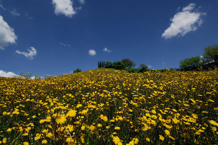 yellow flowers hill - hill, clouds, white, blue, beautiful, art photo, sky, wild flowers yellow