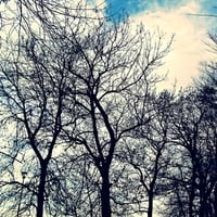 Clouds and trees