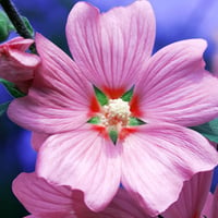 Pink primula