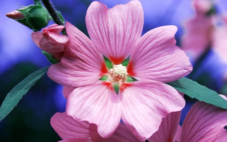 Pink primula - primula, flower, pink, nature