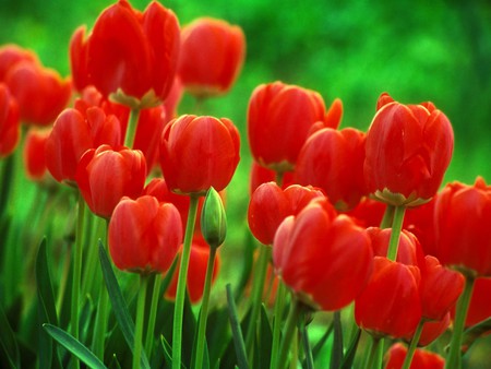 Tulip flower bulbs - bulb, flower, tulip, red