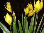 Yellow tulips