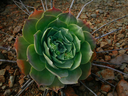 Houseleeks_or_Liveforever - houseleeks, plant, liveforever, nature, green