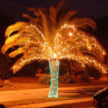 Another Christmas Tree - austria, palm, christmas, light