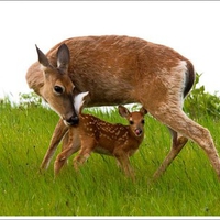 Deer w Kid