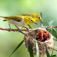 Birds w Chicks