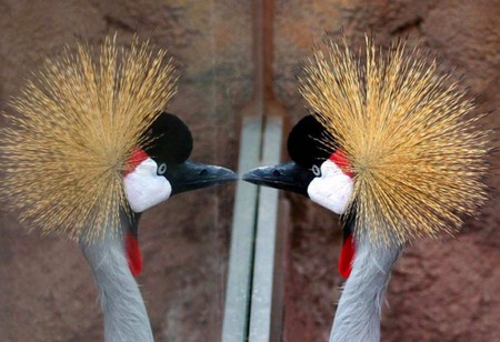 Crowned Crane - crowned, crane, picture, beautiful