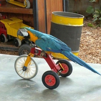 Cool Parrot