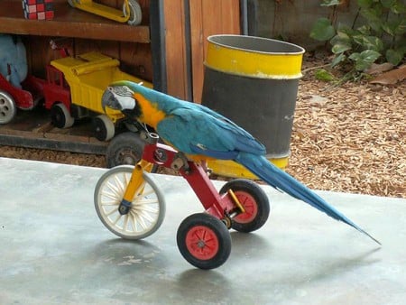 Cool Parrot - parrot, picture, cool, beautiful