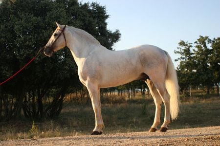 Bolero The Spanish Stallion - spanish, grey, horses, andalusian