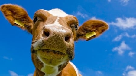 yah im lookin at you - real, sky, nose, cow