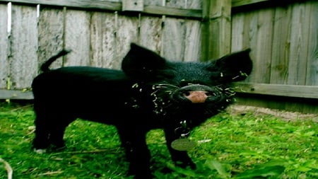 pig diggin in the grass - pig, mini, grass, fence