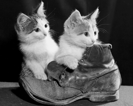 kittens in a boot - lindos, kittens, animals, natureza, black, white, boot, animal, sweet, cute, amigo