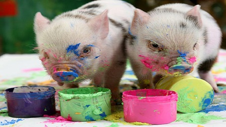 pigs in paint - pigs, mini, paint, containers