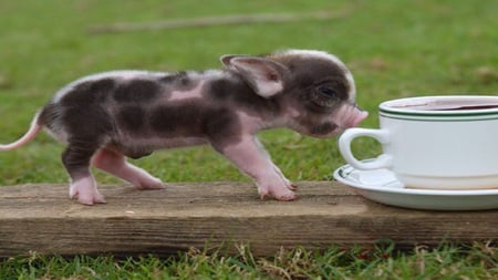 teacup pig - pig, mini, board, teacup