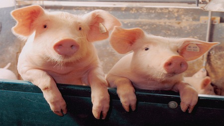 two pigs - pigs, container, tags, sky