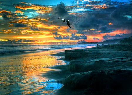 Flight - aqua, evening, reflections, coral, shore, blue, gold, sunset, eagle flight