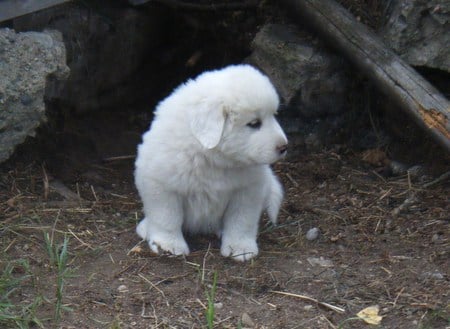 The innocence of being young - innocence, white, puppy, young