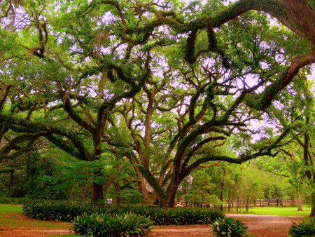 Arms toward heaven - beauty, trees, park, nature, alley, orange, green, tree, garden