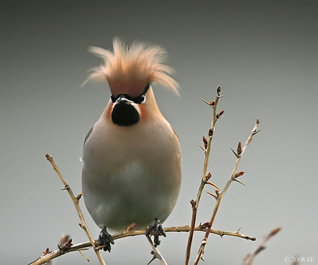 Look At My Bonnet - bird, finch, birds, animal, sweet