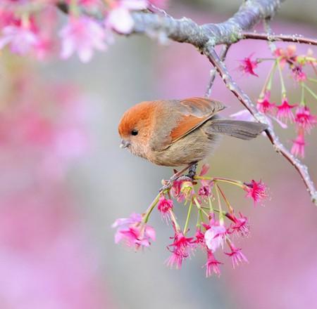 Sweet Bird - sparrow, bird, birds, flowering branch