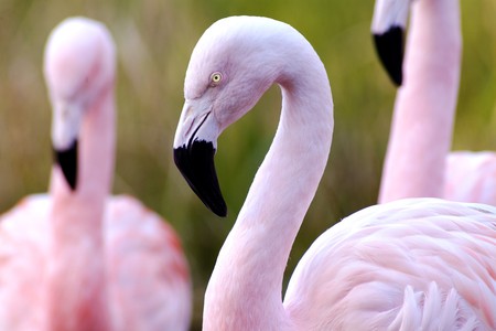 Pink Flamingos - flamingo, bird, pink, beautiful