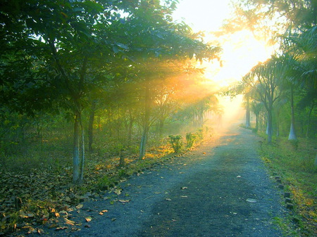 Beginning - trees, roadway, rays, sunrise, forest, light