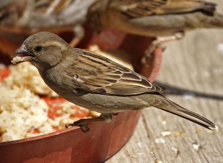 Birds Thanksgiving for my friend Pufulete - birds, eatings, food, table, art photo, nice, sparrows