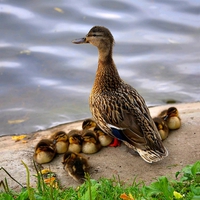 CUTE FAMILY