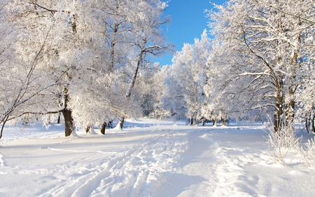 Winter scenery - ice, nature, amazing, landscape, forest, beautiful, winter