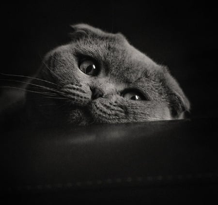 Scottish Fold - feline, cat, grey, fold