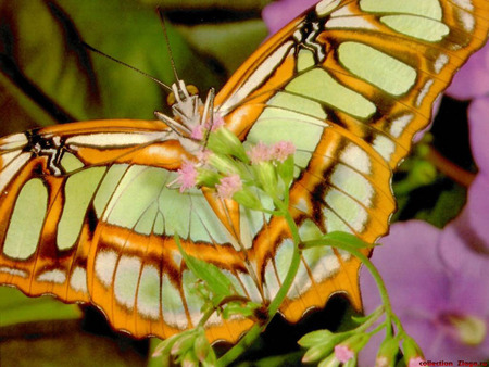 Butterfly - flower, animal, butterfly, nature