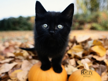 black cat - nature, pumpkin, cat, animals, black, cute