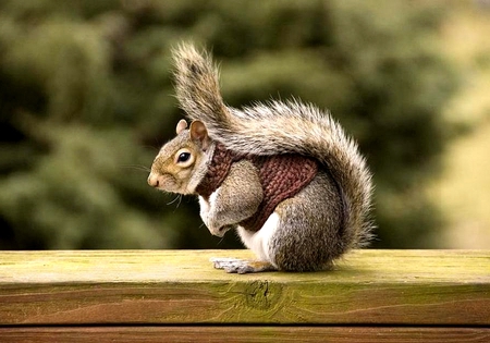 READY FOR WINTER - shirt, winter, cute, knitted, squirrel