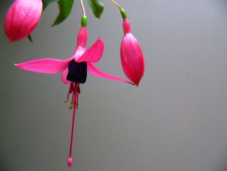 fuchsia flower - nature, purple, fuchsia, flower, pink