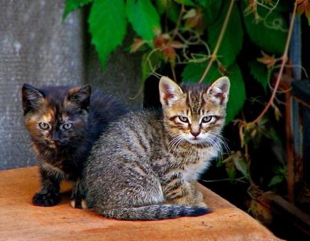 kittens - black, grey, kittens, two, art photo, nice, sitting